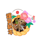 悟空と銀のお話（個別スタンプ：14）