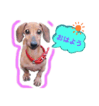 かわいい犬  ココたん＆ベイリー！（個別スタンプ：1）