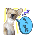 かわいい犬  ココたん＆ベイリー！（個別スタンプ：2）