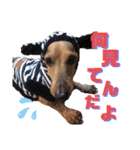 かわいい犬  ココたん＆ベイリー！（個別スタンプ：3）