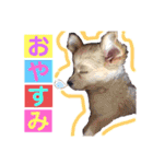 かわいい犬  ココたん＆ベイリー！（個別スタンプ：4）