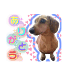 かわいい犬  ココたん＆ベイリー！（個別スタンプ：5）