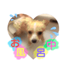 かわいい犬  ココたん＆ベイリー！（個別スタンプ：6）