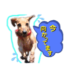 かわいい犬  ココたん＆ベイリー！（個別スタンプ：7）