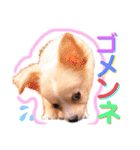 かわいい犬  ココたん＆ベイリー！（個別スタンプ：8）