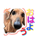 かわいい犬  ココたん＆ベイリー！（個別スタンプ：9）