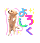 かわいい犬  ココたん＆ベイリー！（個別スタンプ：10）