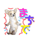 かわいい犬  ココたん＆ベイリー！（個別スタンプ：14）