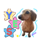 かわいい犬  ココたん＆ベイリー！（個別スタンプ：15）