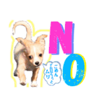 かわいい犬  ココたん＆ベイリー！（個別スタンプ：16）