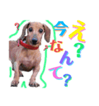 かわいい犬  ココたん＆ベイリー！（個別スタンプ：17）