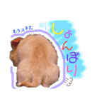かわいい犬  ココたん＆ベイリー！（個別スタンプ：18）
