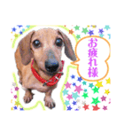 かわいい犬  ココたん＆ベイリー！（個別スタンプ：19）