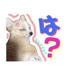 かわいい犬  ココたん＆ベイリー！（個別スタンプ：20）