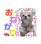 かわいい犬  ココたん＆ベイリー！（個別スタンプ：22）