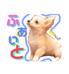 かわいい犬  ココたん＆ベイリー！（個別スタンプ：26）