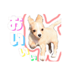 かわいい犬  ココたん＆ベイリー！（個別スタンプ：28）