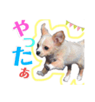 かわいい犬  ココたん＆ベイリー！（個別スタンプ：30）