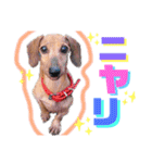 かわいい犬  ココたん＆ベイリー！（個別スタンプ：31）