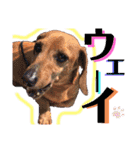 かわいい犬  ココたん＆ベイリー！（個別スタンプ：33）