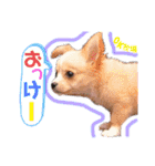 かわいい犬  ココたん＆ベイリー！（個別スタンプ：34）