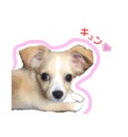 かわいい犬  ココたん＆ベイリー！（個別スタンプ：36）