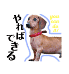 かわいい犬  ココたん＆ベイリー！（個別スタンプ：37）