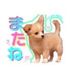 かわいい犬  ココたん＆ベイリー！（個別スタンプ：38）