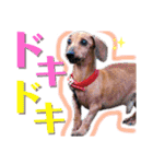 かわいい犬  ココたん＆ベイリー！（個別スタンプ：39）