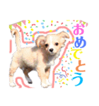 かわいい犬  ココたん＆ベイリー！（個別スタンプ：40）