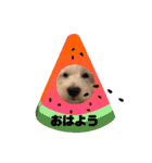 ウェスティアンディ1（個別スタンプ：1）