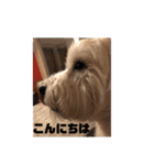 ウェスティアンディ1（個別スタンプ：2）