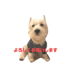 ウェスティアンディ1（個別スタンプ：7）
