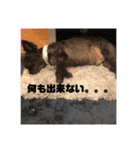 ウェスティアンディ1（個別スタンプ：10）