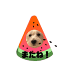 ウェスティアンディ1（個別スタンプ：13）
