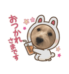 ウェスティアンディ1（個別スタンプ：16）