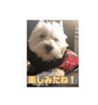 ウェスティアンディ1（個別スタンプ：19）
