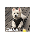 ウェスティアンディ1（個別スタンプ：20）