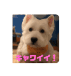 ウェスティアンディ1（個別スタンプ：22）