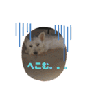 ウェスティアンディ1（個別スタンプ：24）