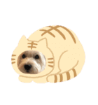 ウェスティアンディ1（個別スタンプ：31）