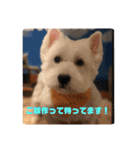 ウェスティアンディ1（個別スタンプ：35）
