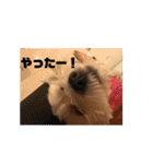 ウェスティアンディ1（個別スタンプ：39）