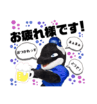BigBlue Cheerleaders2020（個別スタンプ：1）