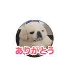 シド くん（個別スタンプ：1）