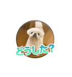 シド くん（個別スタンプ：6）