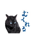 北海道弁を喋る黒猫（個別スタンプ：2）