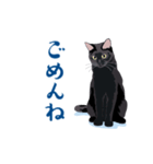 北海道弁を喋る黒猫（個別スタンプ：25）