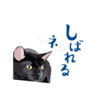 北海道弁を喋る黒猫（個別スタンプ：31）