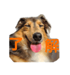 藤村ちょこ！（個別スタンプ：1）